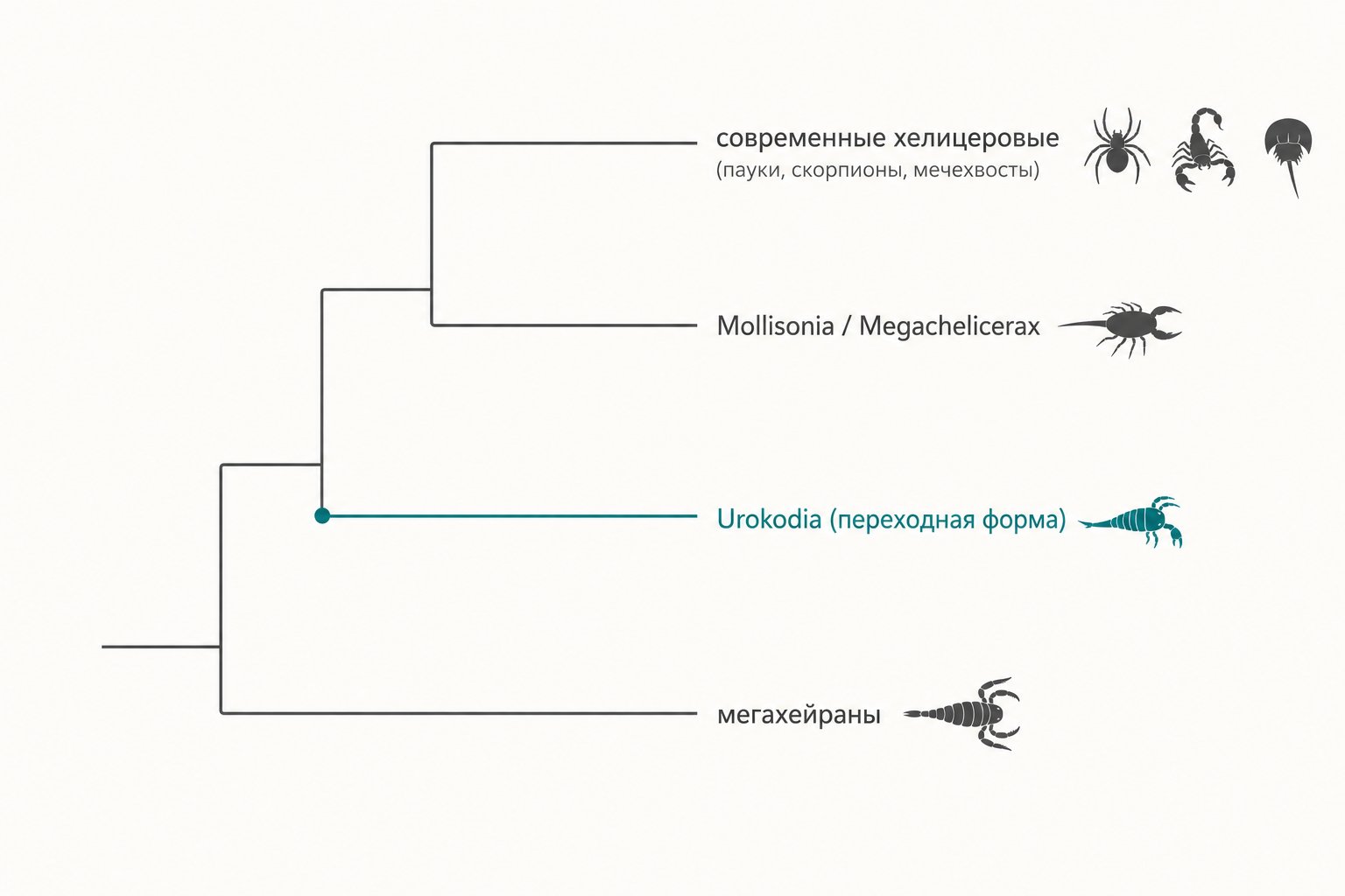 родословное древо от мегахейран через Urokodia к Mollisonia и современным хелицеровым