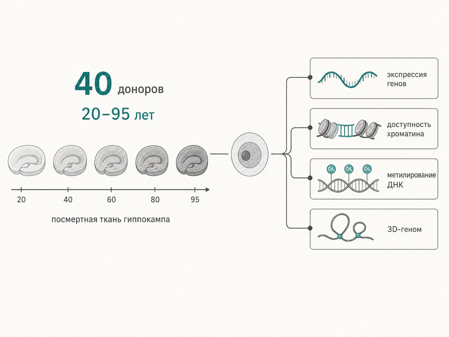 дизайн исследования, посмертная ткань гиппокампа 40 доноров 20-95 лет, single-nucleus профилирование нескольких слоёв данных