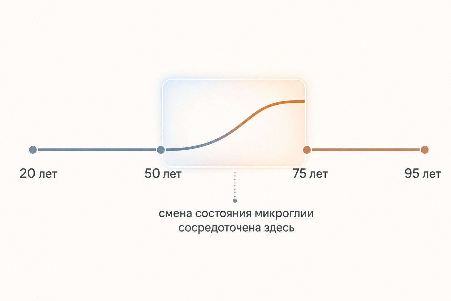 возрастная шкала от 20 до 95 лет с выделенным окном 50-75 лет, где сосредоточена смена состояния микроглии
