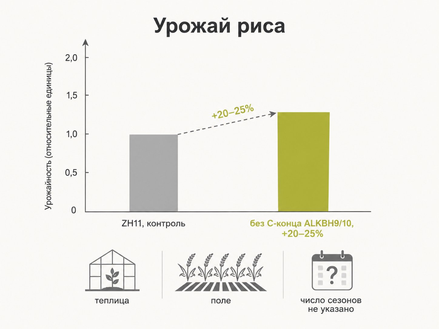 столбцы урожая ZH11 (контроль) и линии без C-конца ALKBH9/10 (+20–25%), рядом значки теплицы и поля и пометка «число сезонов не указано»