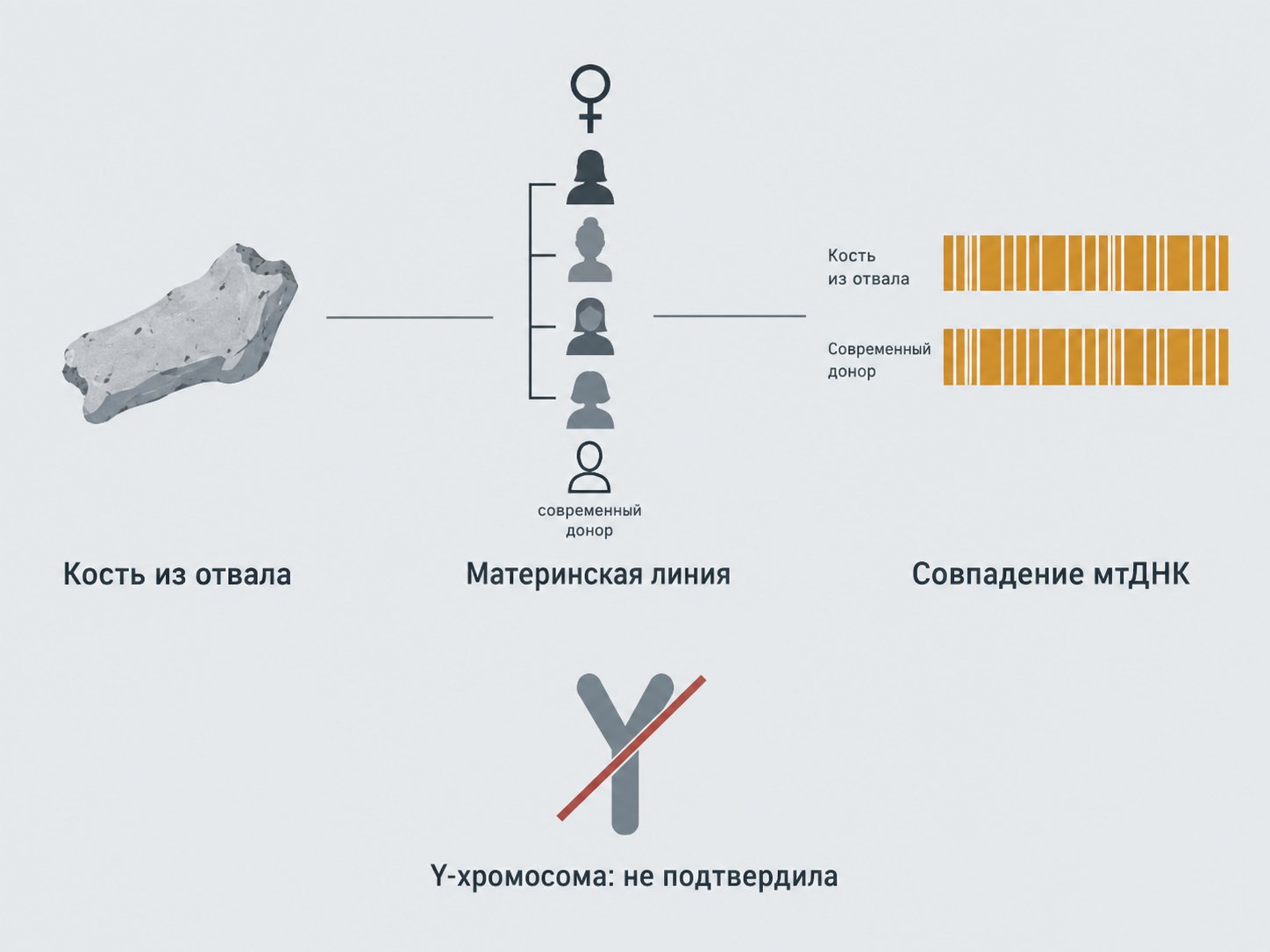 Три опоры вывода — кость из отвала, генеалогическое древо от сестры к донору, столбик совпадения мтДНК; отдельно перечёркнутая иконка Y-хромосомы