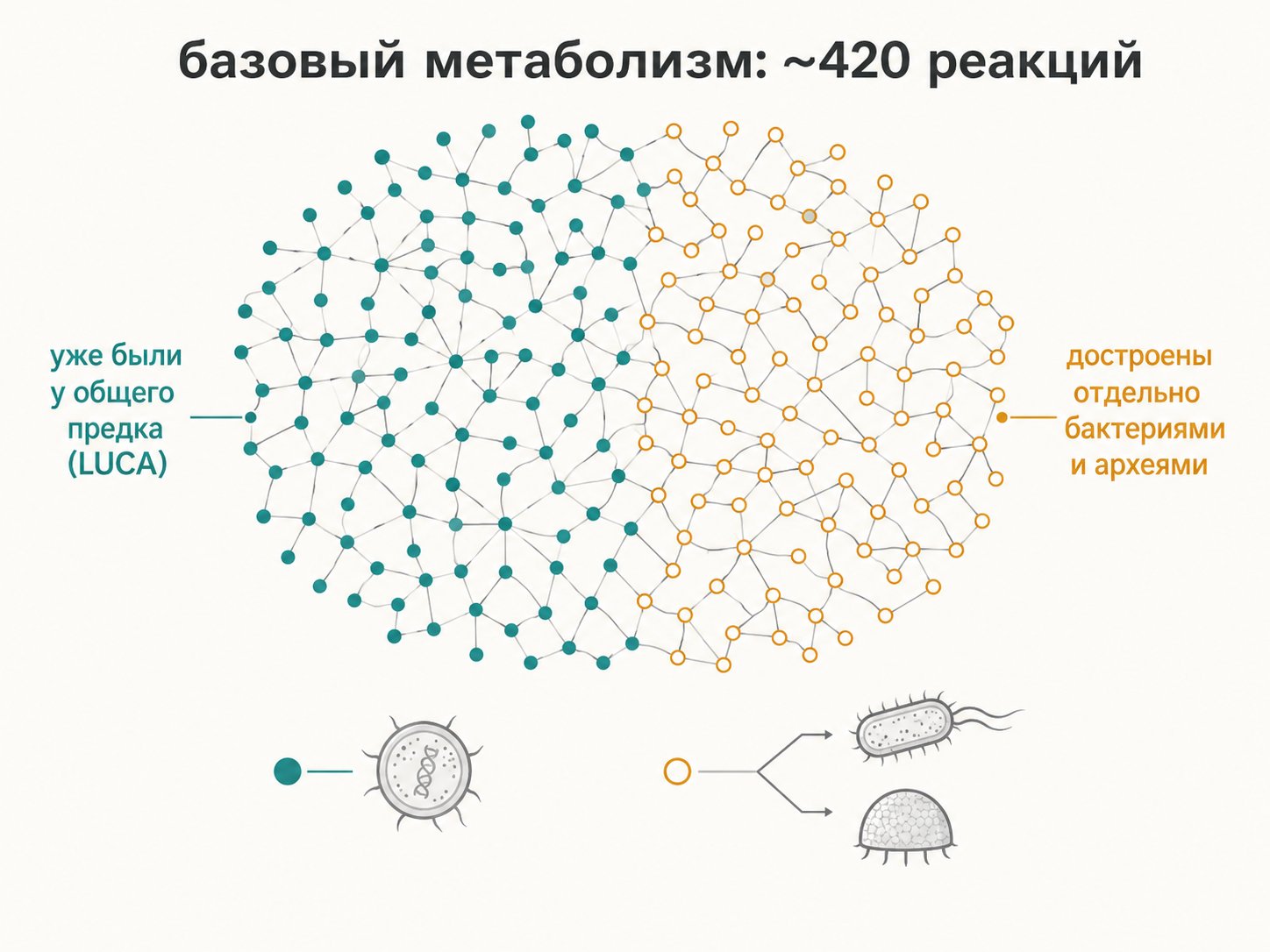 сеть базового метаболизма, половина реакций уже работала у общего предка, половина достроена отдельно у бактерий и у архей. Сеть рисуется СХЕМАТИЧНО, число точек не равно числу реакций. Цвет: бирюзовый — наследство общего предка, оранжевый — достроено отдельно; этот код действует на все иллюстрации разбора